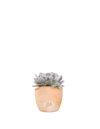 Echeveria lilacina