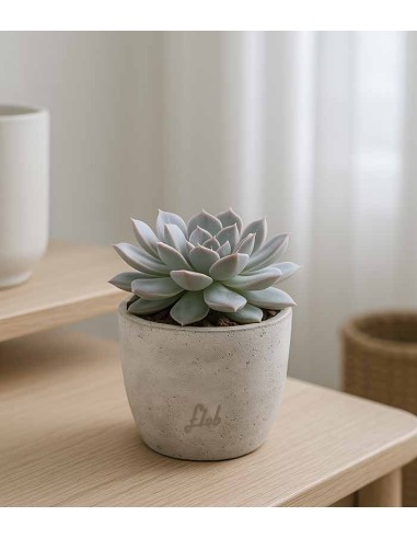 Echeveria lilacina