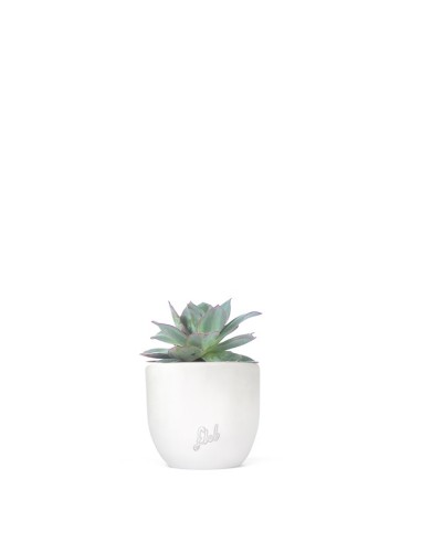 Echeveria subrigida