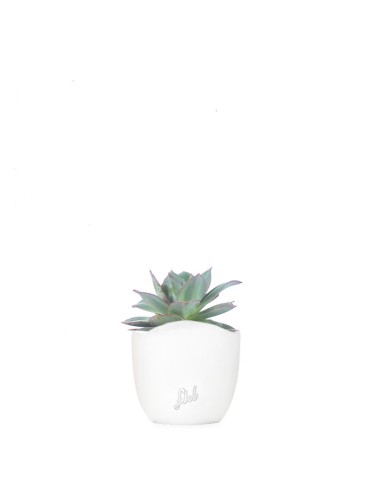 Echeveria subrigida