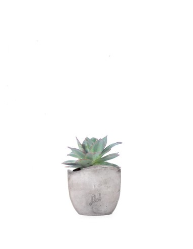 Echeveria subrigida