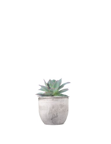 Echeveria subrigida