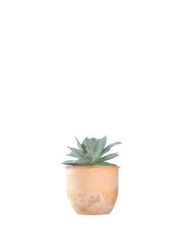 Echeveria subrigida
