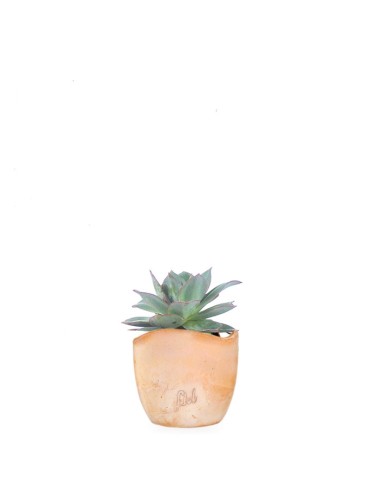 Echeveria subrigida