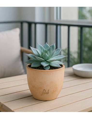 Echeveria subrigida