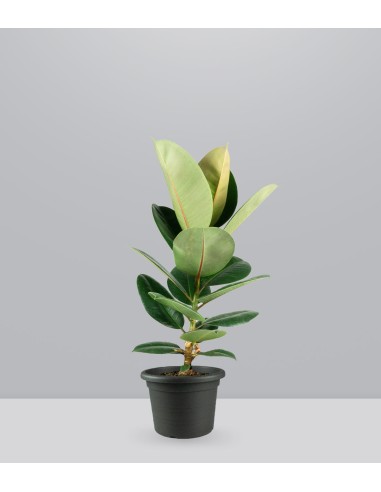 Ficus Elastica Robusta - H70 cm in...