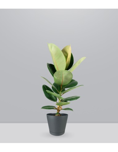 Ficus Elastica Robusta - H70 cm in...