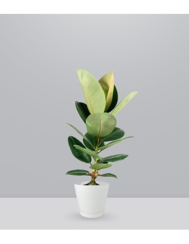 Ficus Elastica Robusta - H70 cm in...