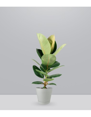 Ficus Elastica Robusta - H70 cm in...