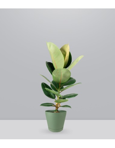 Ficus Elastica Robusta - H70 cm in...