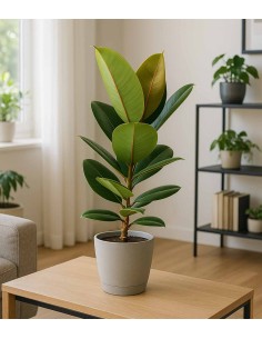 Ficus Elastica Robusta -... 2