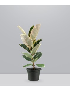 Ficus Elastica "Tineke"...
