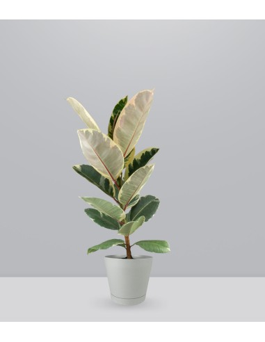 Ficus Elastica "Tineke" variegato...