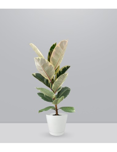 Ficus Tineke Bianco – H70 cm in Vaso Ø20