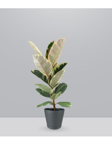 Ficus Elastica "Tineke" variegato...