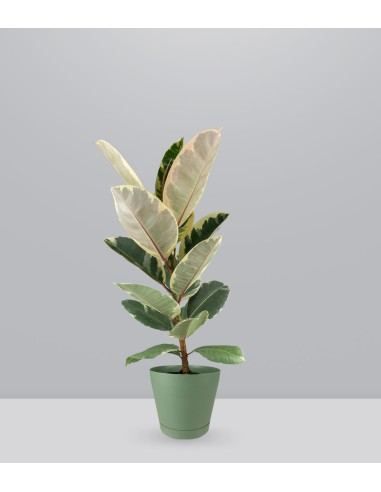 Ficus Elastica "Tineke" variegato...