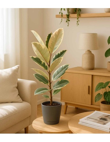 Ficus Tineke Bianco – H70 cm in Vaso Ø20