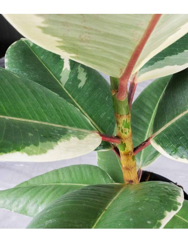 Ficus Tineke Bianco – H70 cm in Vaso Ø20