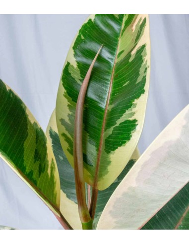 Ficus Tineke Bianco – H70 cm in Vaso Ø20