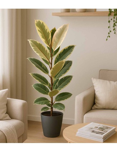 Ficus Tineke Bianco – H70 cm in Vaso Ø20
