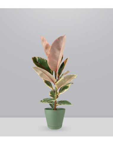 Ficus Tineke Rosa – H70 cm in Vaso Ø20