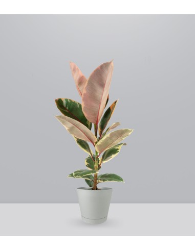 Ficus Tineke Rosa – H70 cm in Vaso Ø20