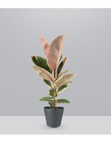 Ficus Tineke Rosa – H70 cm in Vaso Ø20