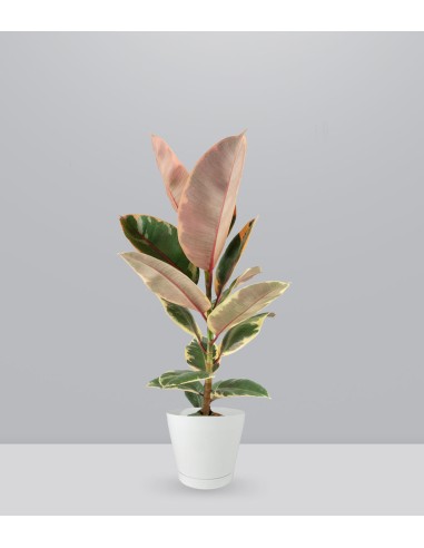 Ficus Tineke Rosa – H70 cm in Vaso Ø20