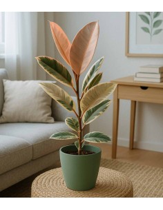 Ficus Tineke Rosa – H70 cm... 2