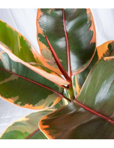 Ficus Tineke Rosa – H70 cm in Vaso Ø20