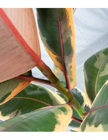 Ficus Tineke Rosa – H70 cm in Vaso Ø20