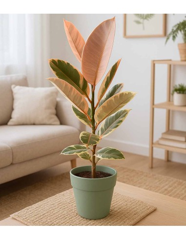Ficus Tineke Rosa – H70 cm in Vaso Ø20