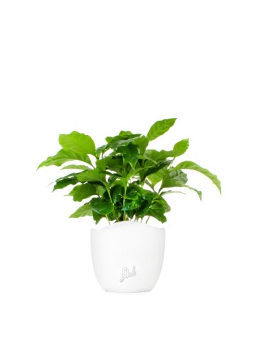 Pianta di Caffè Arabica
