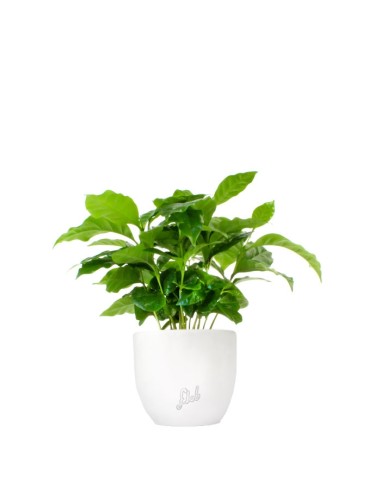 Pianta di Caffè Arabica