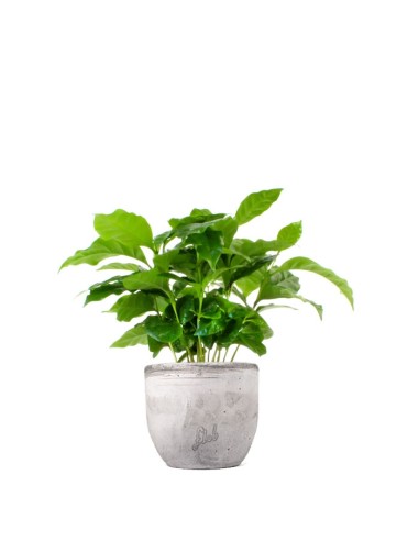 Pianta di Caffè Arabica
