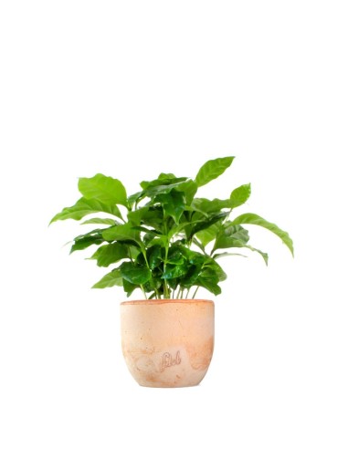 Pianta di Caffè Arabica