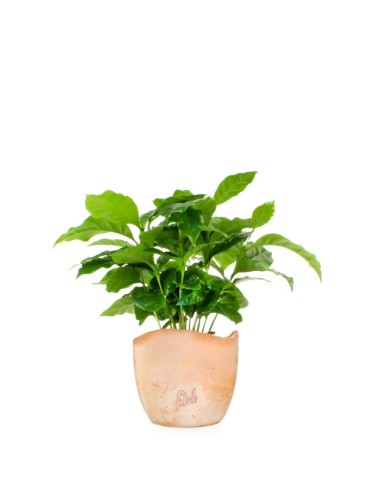 Pianta di Caffè Arabica