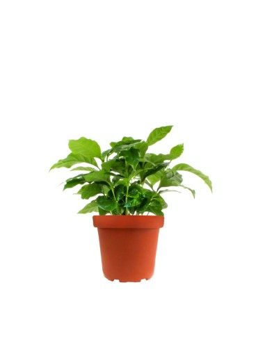 Pianta di Caffè Arabica