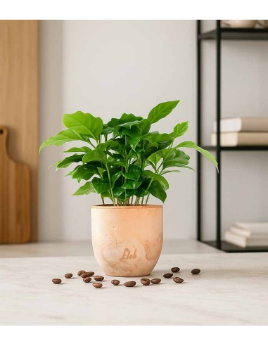 Pianta di Caffè Arabica