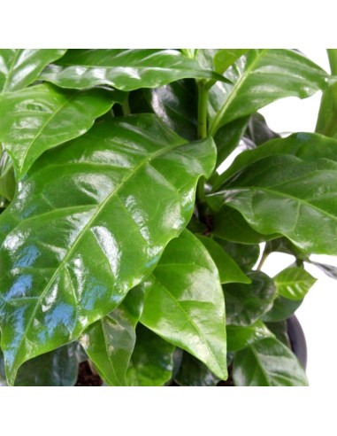 Pianta di Caffè Arabica