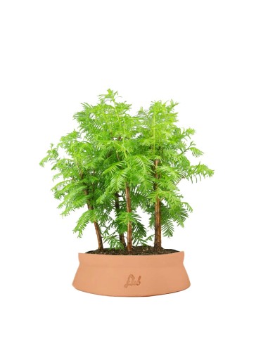 Metasequoia Boschetto M