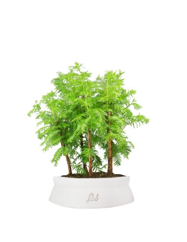 Metasequoia Boschetto M