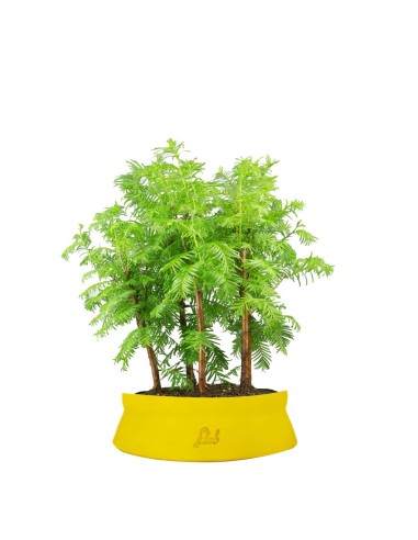 Metasequoia Boschetto M