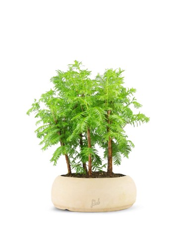 Metasequoia Boschetto M