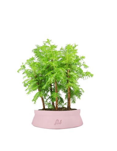 Metasequoia Boschetto M
