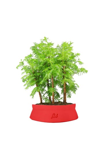 Metasequoia Boschetto M
