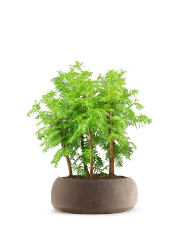 Metasequoia Boschetto M