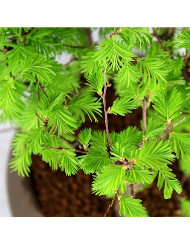 Metasequoia Boschetto M
