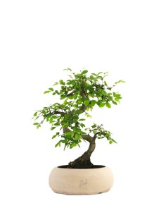 Olmo Zelkova S