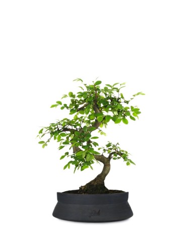 Olmo Zelkova S